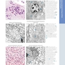 Diagnostic Pathology: Normal Histology 2nd Edition 2018