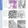 Diagnostic Pathology: Normal Histology 2nd Edition 2018