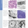Diagnostic Pathology: Normal Histology 2nd Edition 2018