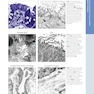 Diagnostic Pathology: Normal Histology 2nd Edition 2018