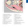 Pocket Atlas of Sectional Anatomy, Volume III, 2nd Edition 2017