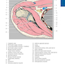 Pocket Atlas of Sectional Anatomy, Volume III, 2nd Edition 2017