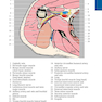 Pocket Atlas of Sectional Anatomy, Volume III, 2nd Edition 2017