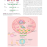 Ganong’s Review of Medical Physiology, Twenty, 26th Edition 2019