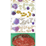 Wintrobe’s Atlas of Clinical Hematology, 2th Edition 2017