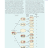 Human Embryology and Developmental Biology 6th Edition2019