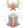 CURRENT Diagnosis - Treatment Otolaryngology-Head and Neck Surgery 4th Edition