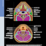 Diagnostic Ultrasound: Head and Neck 2nd Edition2019