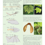 Cambridge IGCSE Biology 3rd Edition