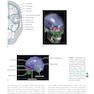 The Eye: Basic Sciences in Practice 4th Edition2015