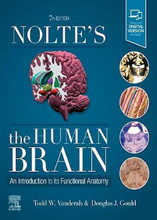 عکس Nolte’s The Human Brain, 8th Edition2020 مغز انسان