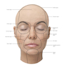 Dermal Fillers: Facial Anatomy and Injection Techniques2020