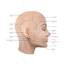 Dermal Fillers: Facial Anatomy and Injection Techniques2020