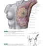 Anatomy: A Regional Atlas of the Human Body, 6th Edition