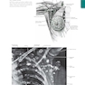Anatomy: A Regional Atlas of the Human Body, 6th Edition