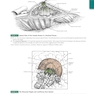 Anatomy: A Regional Atlas of the Human Body, 6th Edition