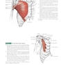 Anatomy: A Regional Atlas of the Human Body, 6th Edition