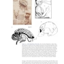Principles of Cognitive Neuroscience, 2nd Edition2013