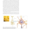 Principles of Cognitive Neuroscience, 2nd Edition2013