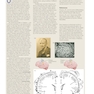 Principles of Cognitive Neuroscience, 2nd Edition2013