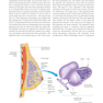 Atlas of Breast Surgery 2020