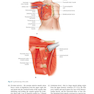 Atlas of Breast Surgery 2020