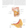 Atlas of Breast Surgery 2020