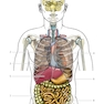 Photographic Atlas of Anatomy2021