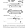 DNA Repair and Cancer : From Bench to Clinic2013