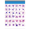 Clinical Hematology Atlas 6th Edicion 2022