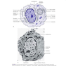 Clinical Hematology Atlas 6th Edicion 2022