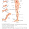 Plastic Surgery : Volume 4: Trunk and Lower Extremity 4th Edicion 2018