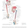 Plastic Surgery : Volume 4: Trunk and Lower Extremity 4th Edicion 2018