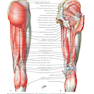 Plastic Surgery : Volume 4: Trunk and Lower Extremity 4th Edicion 2018