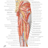 Plastic Surgery : Volume 4: Trunk and Lower Extremity 4th Edicion 2018