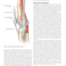 Plastic Surgery : Volume 4: Trunk and Lower Extremity 4th Edicion 2018