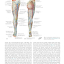 Plastic Surgery : Volume 4: Trunk and Lower Extremity 4th Edicion 2018