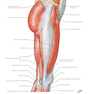 Plastic Surgery : Volume 4: Trunk and Lower Extremity 4th Edicion 2018