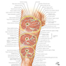 Plastic Surgery : Volume 4: Trunk and Lower Extremity 4th Edicion 2018