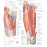 Plastic Surgery : Volume 4: Trunk and Lower Extremity 4th Edicion 2018