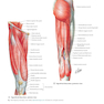 Plastic Surgery : Volume 4: Trunk and Lower Extremity 4th Edicion 2018
