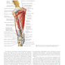 Plastic Surgery : Volume 4: Trunk and Lower Extremity 4th Edicion 2018