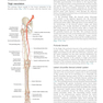 Plastic Surgery : Volume 4: Trunk and Lower Extremity 4th Edicion 2018