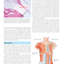 Plastic Surgery Volume 5: Breast 4th Edicion 2018