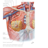 Plastic Surgery Volume 5: Breast 4th Edicion 2018