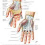 Plastic Surgery Volume 6: Hand and Upper Limb 4th Edicion 2018