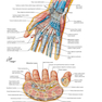 Plastic Surgery Volume 6: Hand and Upper Limb 4th Edicion 2018