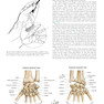 Plastic Surgery Volume 6: Hand and Upper Limb 4th Edicion 2018