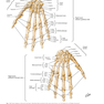 Plastic Surgery Volume 6: Hand and Upper Limb 4th Edicion 2018