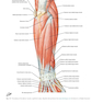 Plastic Surgery Volume 6: Hand and Upper Limb 4th Edicion 2018